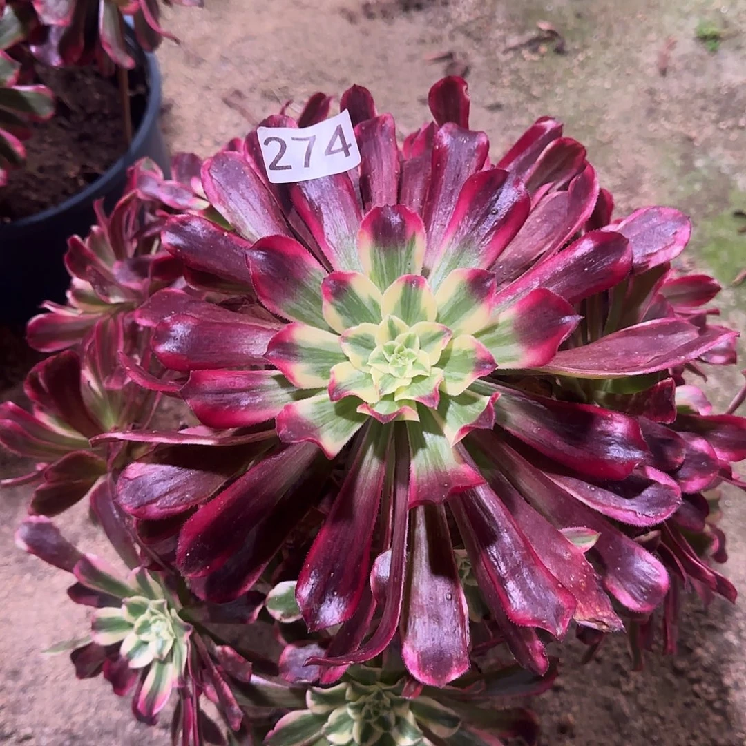 多肉植物波斯274法师274