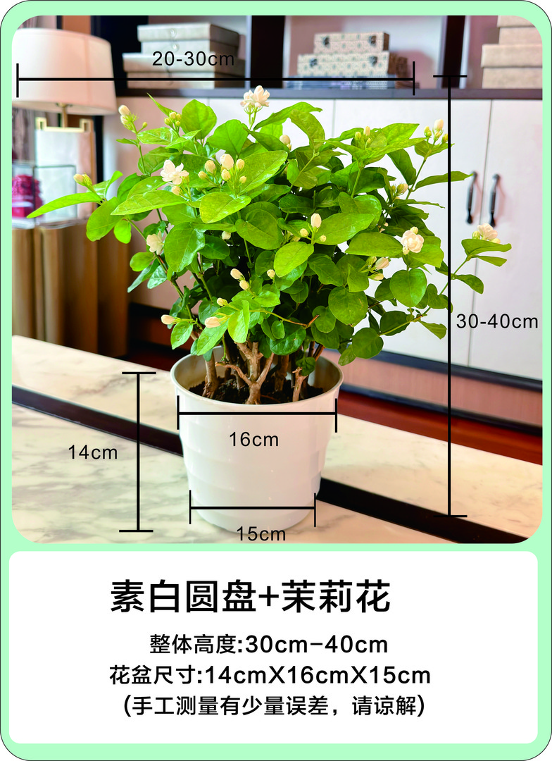 【温妮宝藏专属】带花苞重瓣茉莉花苗四季开花庭院窗台观花植物盆栽