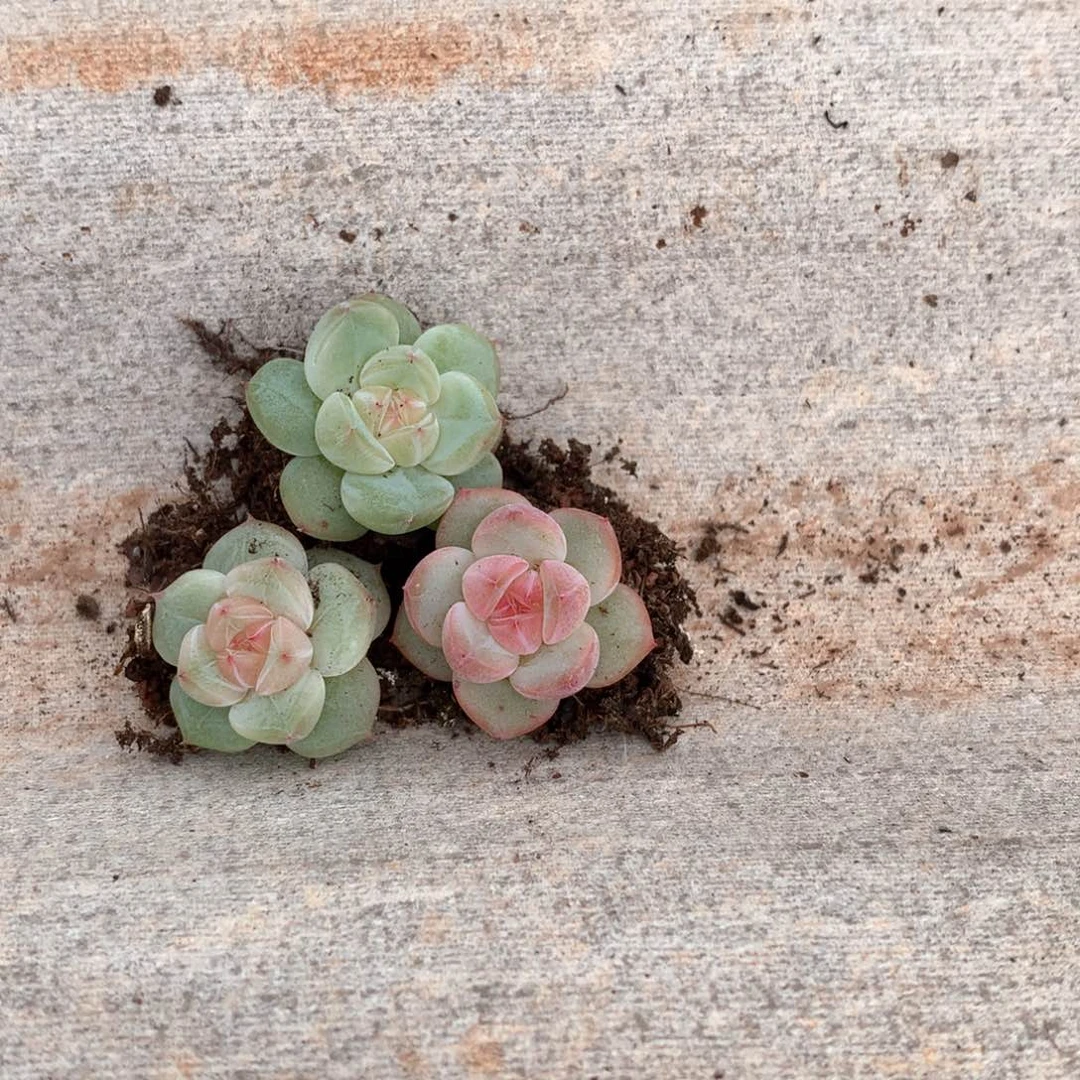 小翔。      专拍链接