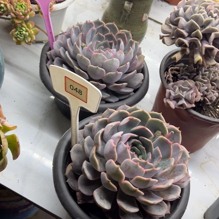 掂非欧娜多肉092048