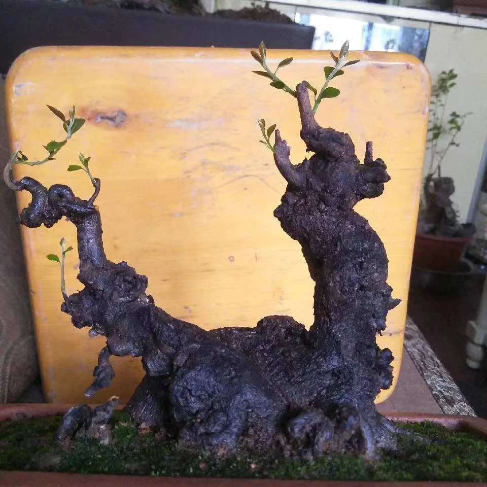 金弹子盆景瓶兰花素材