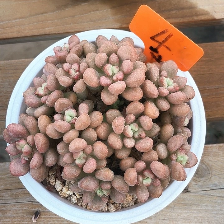 先锋浪4号码牌子的话题