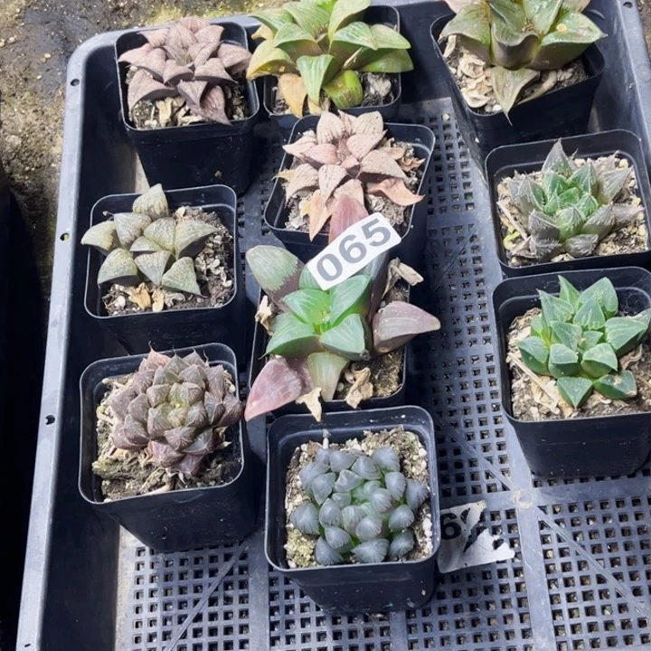 065寿带盆一物一图如图