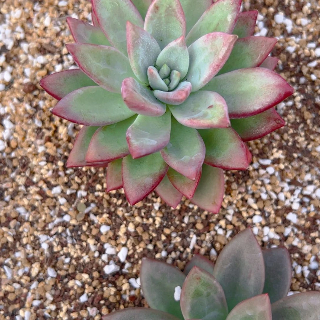 滨*-赫本露丝11111111