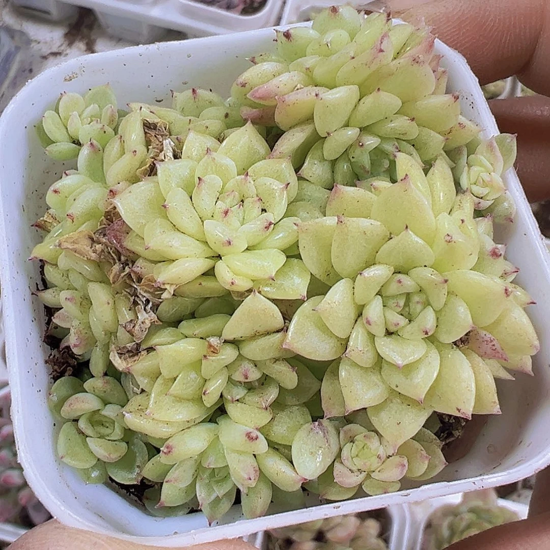 超多头麦秆19包邮多肉