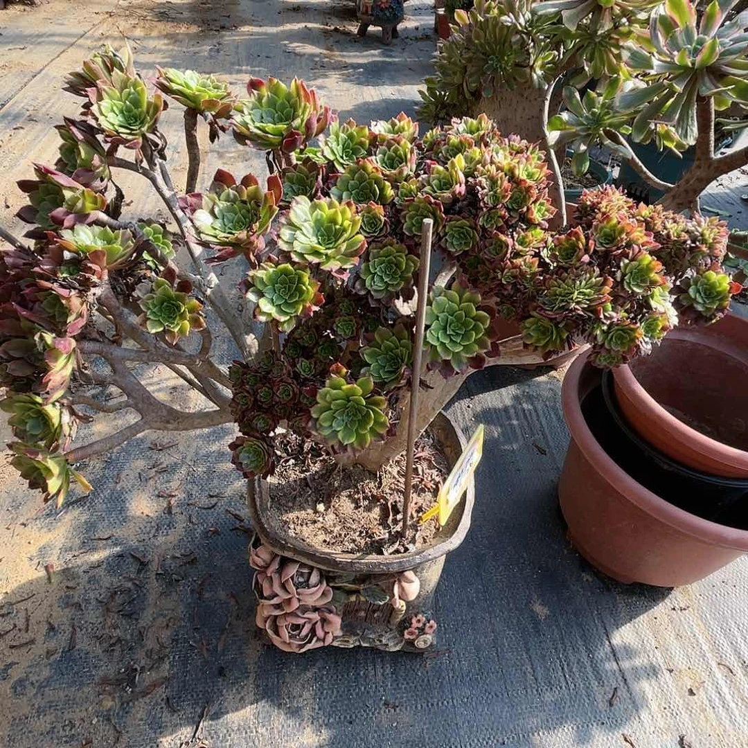 【闪购商品】全部花朵爱丽丝