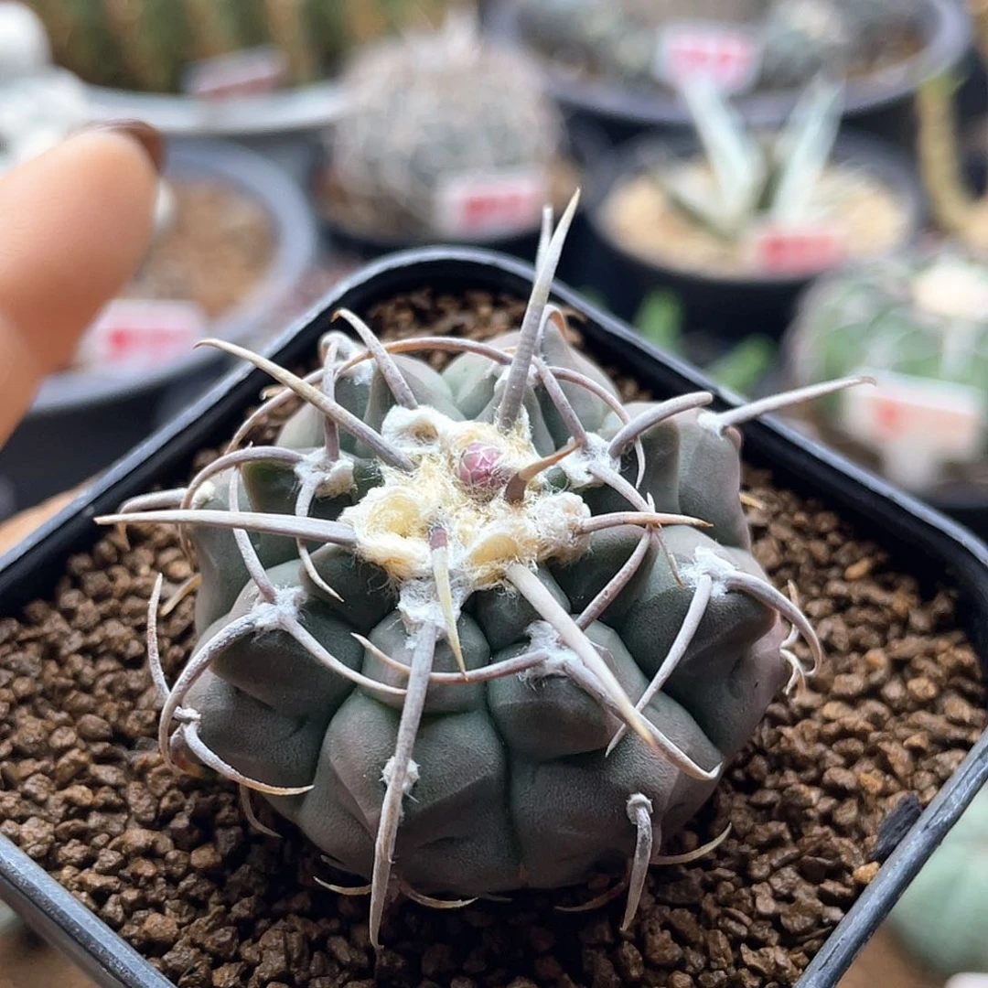 实生龟甲三本刺仙人球多肉