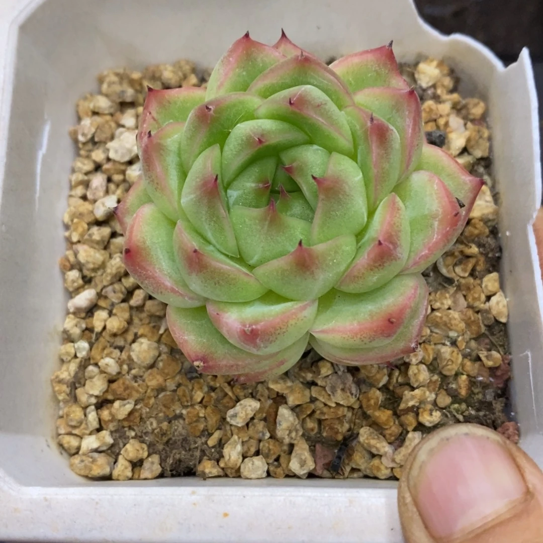 精品多肉一物一拍不包整194