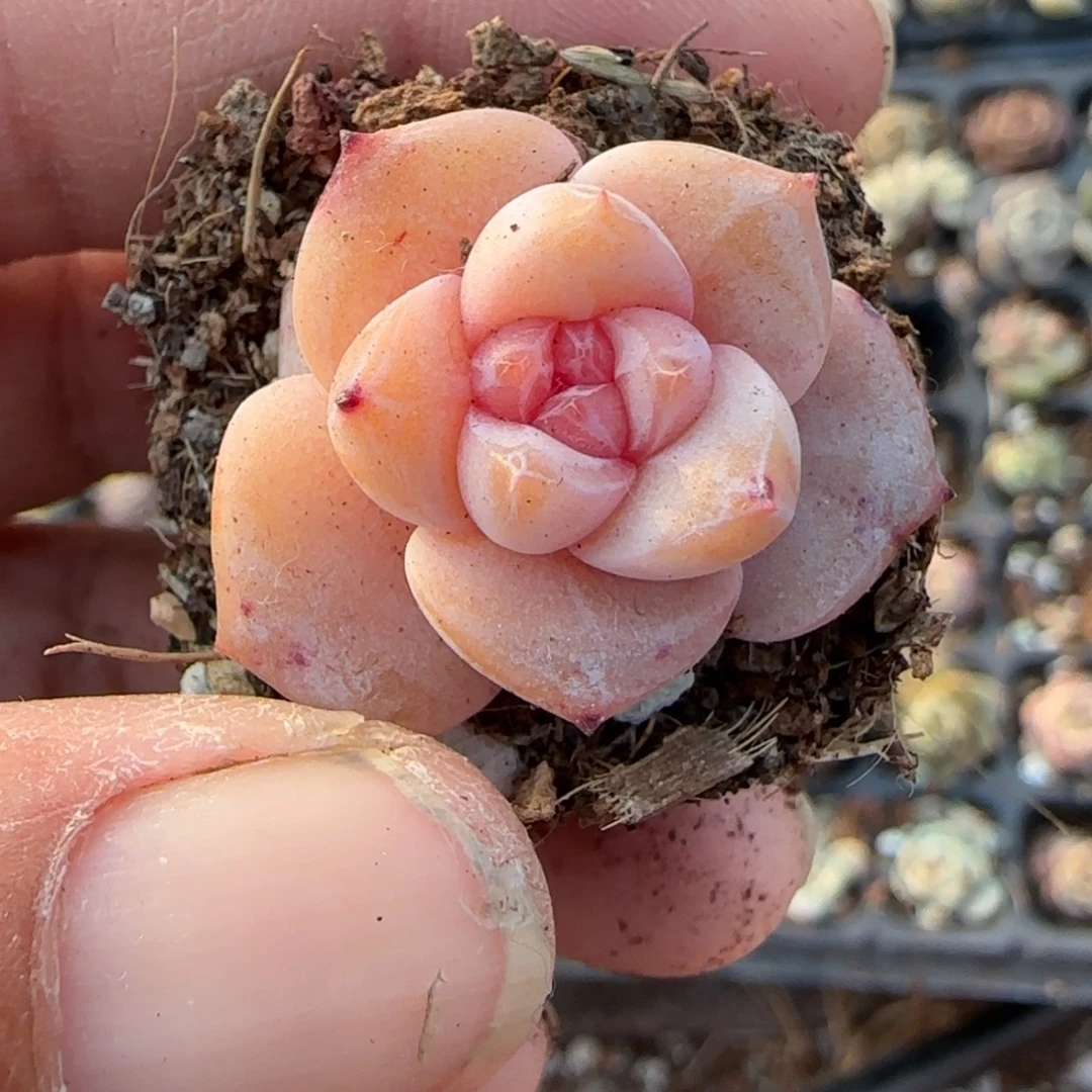 多肉小卡拉米糖心一物一拍