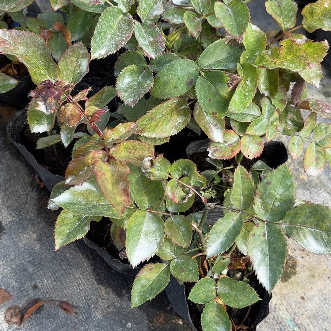 无花朵——意式咖啡 福利 小苗 无售后