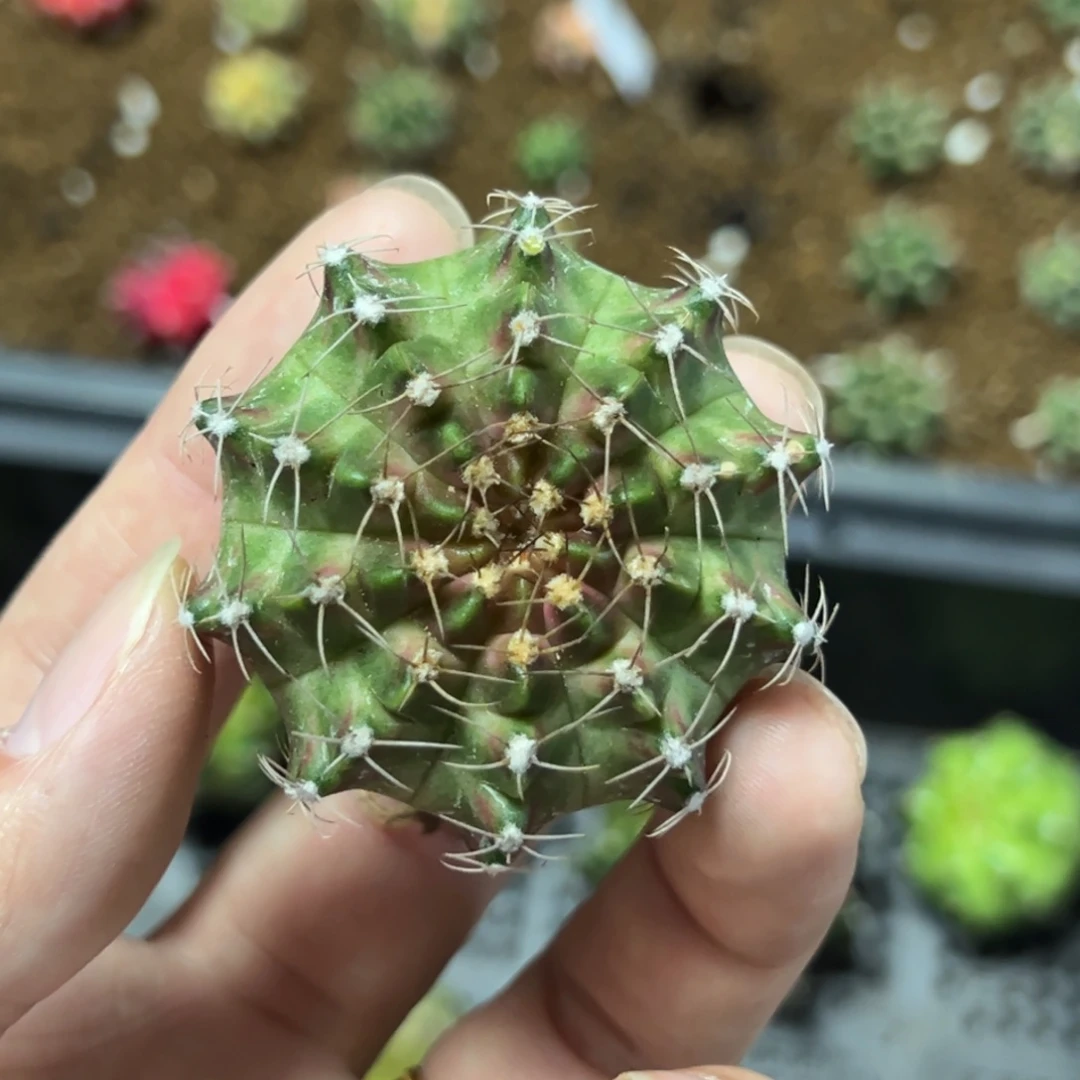 实生轮回脱土发货福利31