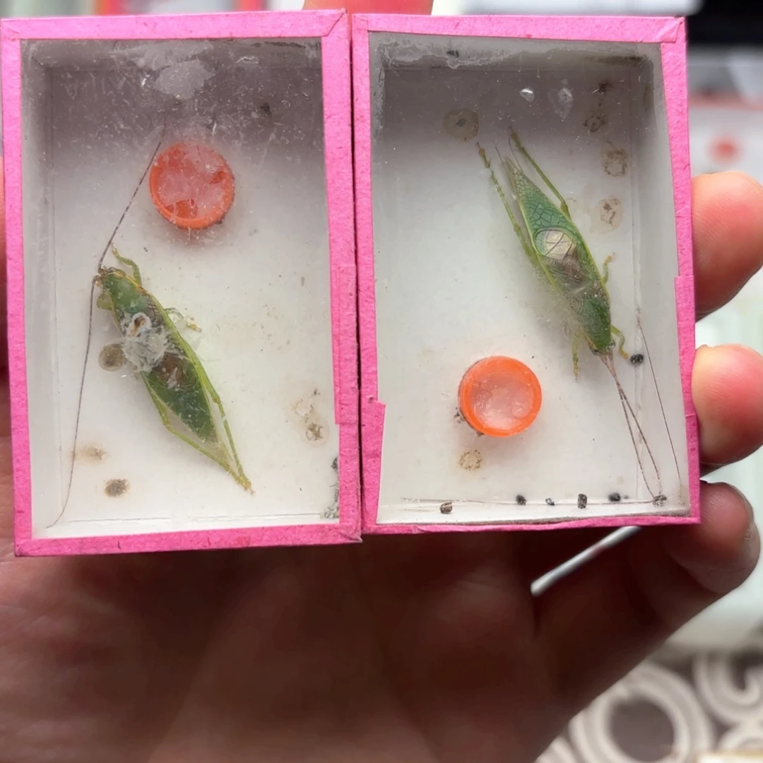 连口金钟35米两条包邮