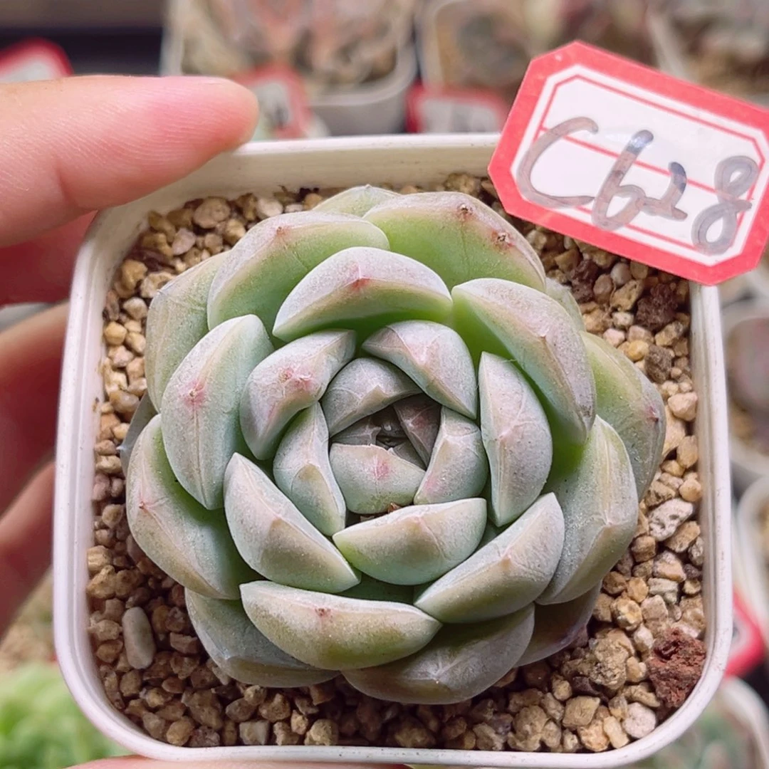 C628 一物一拍 18包邮 白芷
