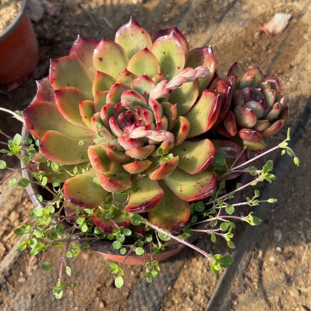 多肉植物保利安娜