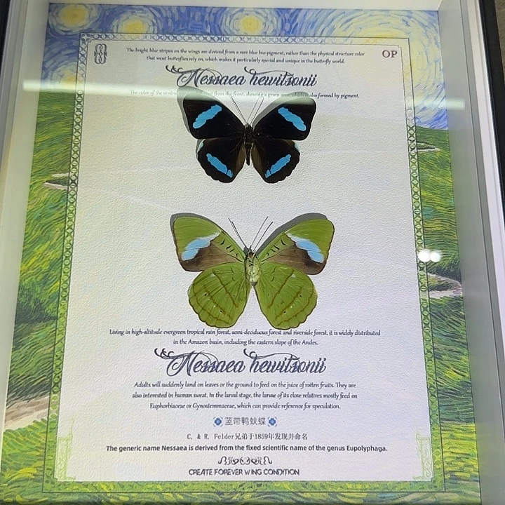 失****蓝带鸭蛱蝶蝴蝶标本专拍