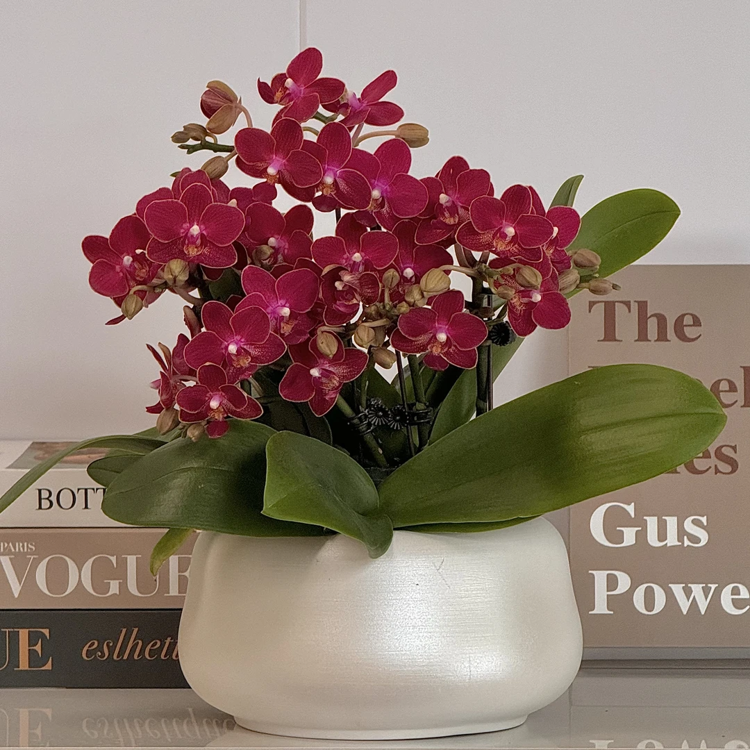 蝴蝶兰《圣诞树》欧洲进口爆款花红色系年宵花耐养室内花