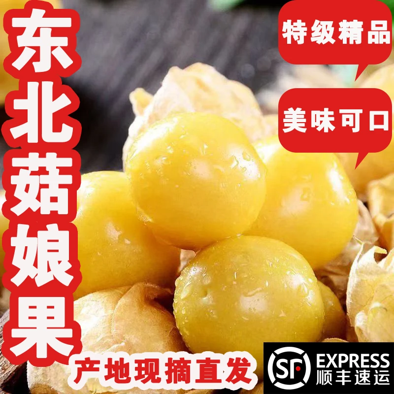 东北姑娘果头茬大果特产水果甜菇娘果金豆子黄金豆