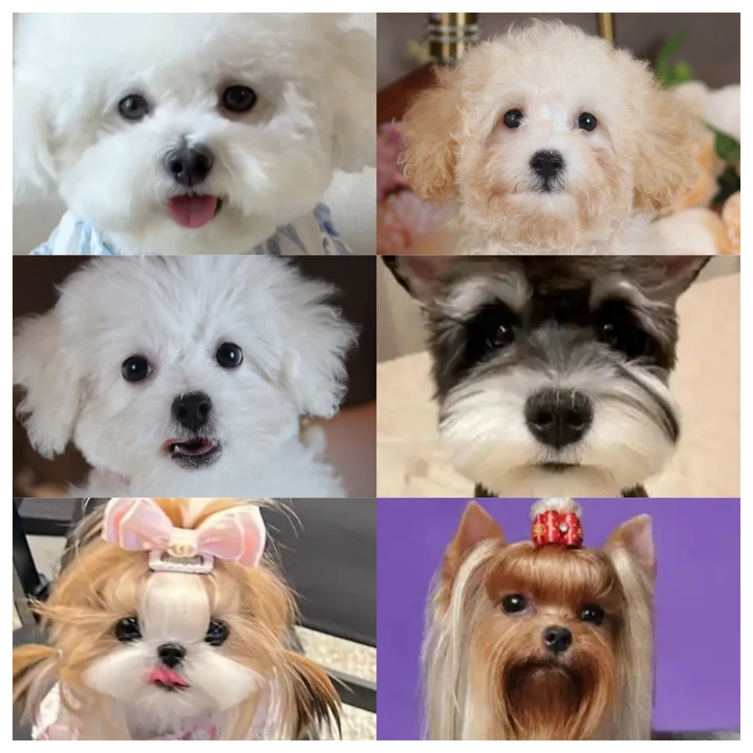 【直播间】懒猫宠物猫狗活体宠物链接健康可爱