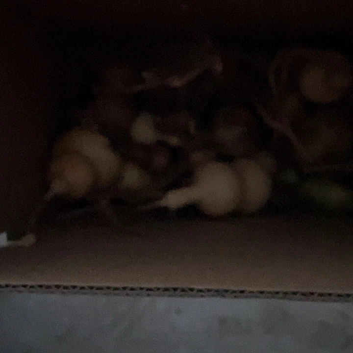 孤独不哭恭喜发财