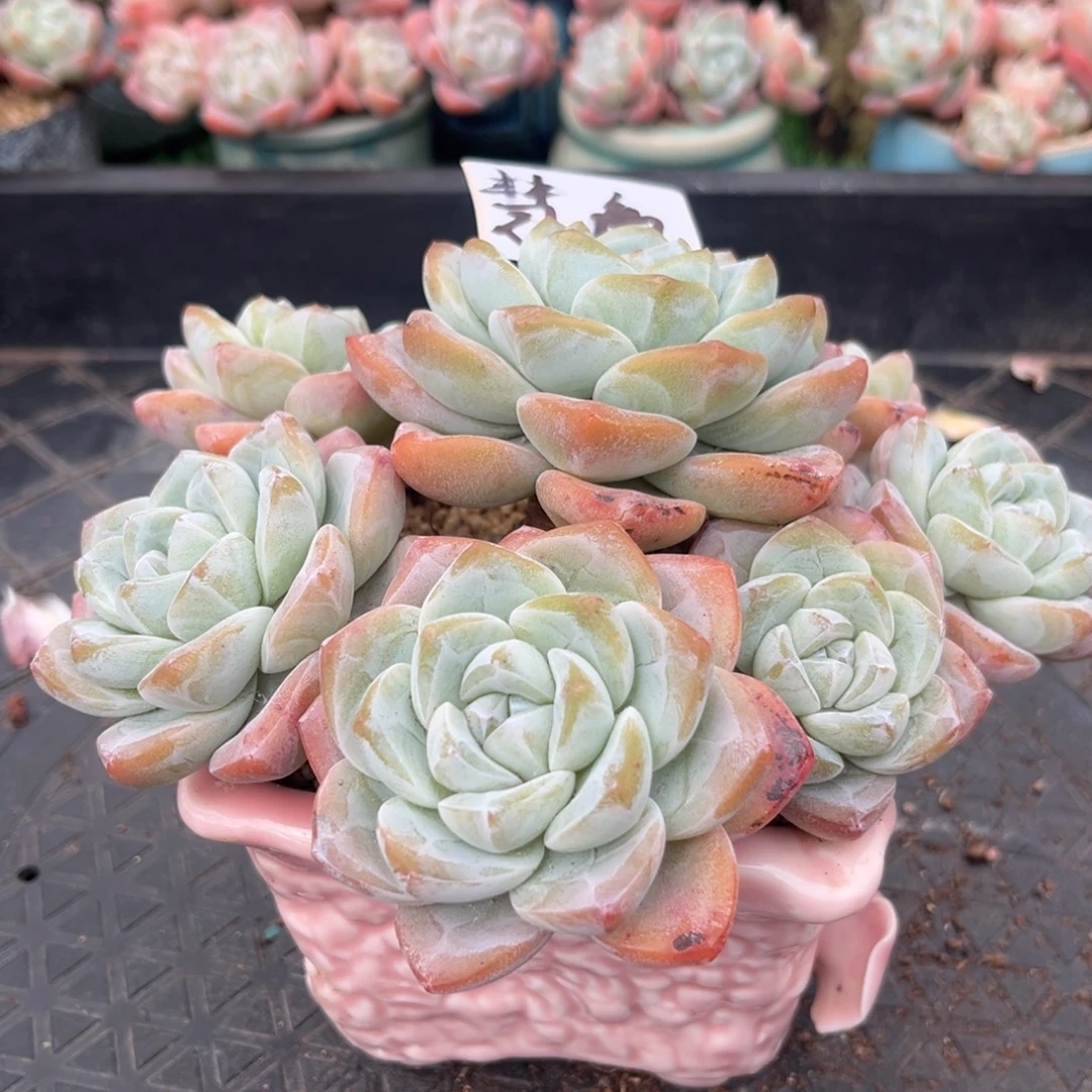 慧敏专拍冰玉老桩群生