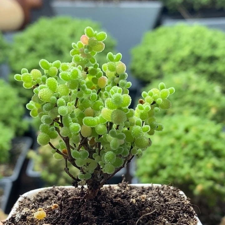 蜜橘糖球8230枝干番杏