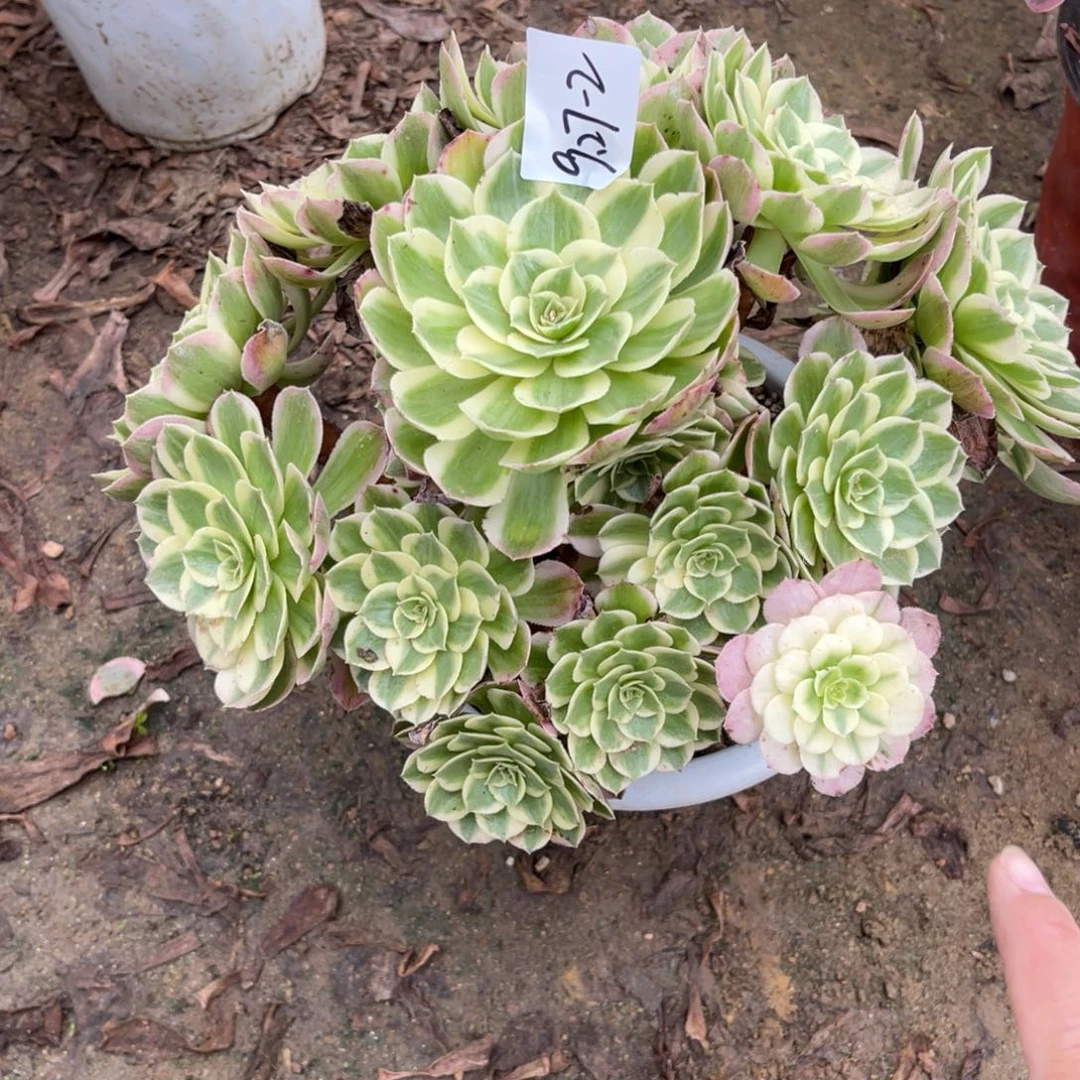 9.27-2粉体海王手捧多肉