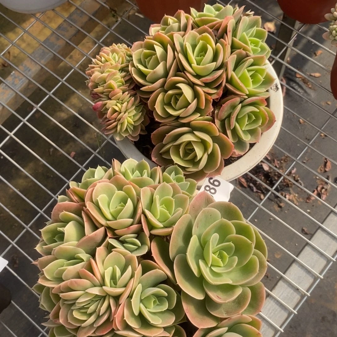 用***44386星纳塔缀化一物一拍两盆