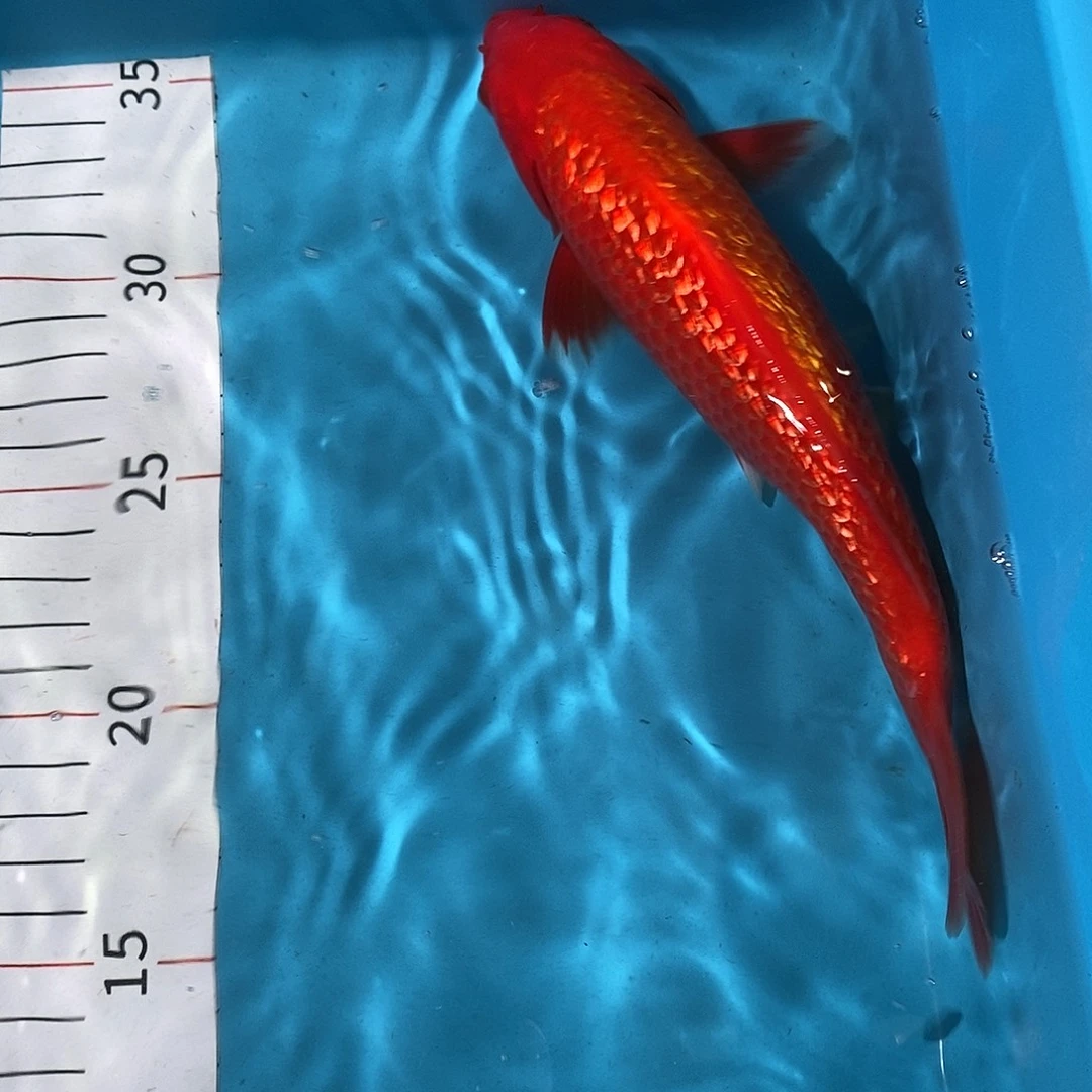 锦鲤红白大正三色锦鲤观赏鱼