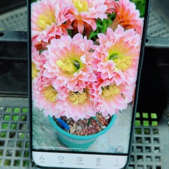 下48毛城堡歪无根侧芽4公分左右20包邮