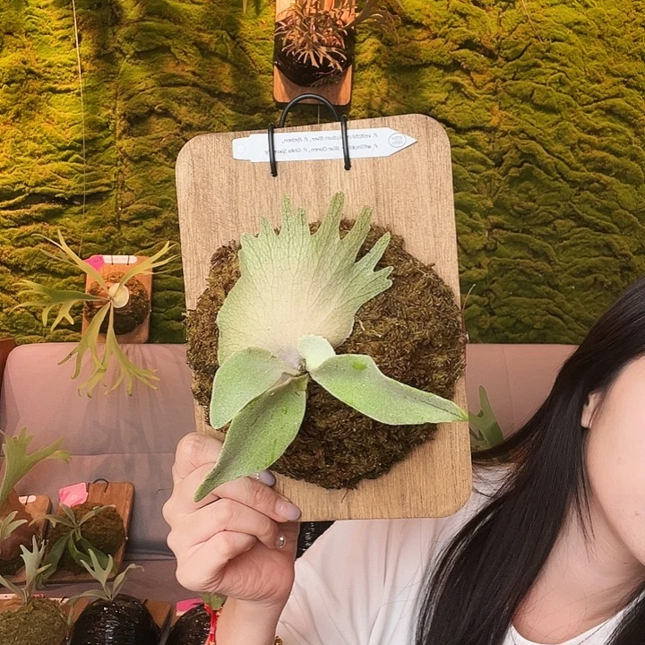 完全开放Stemfern 混播