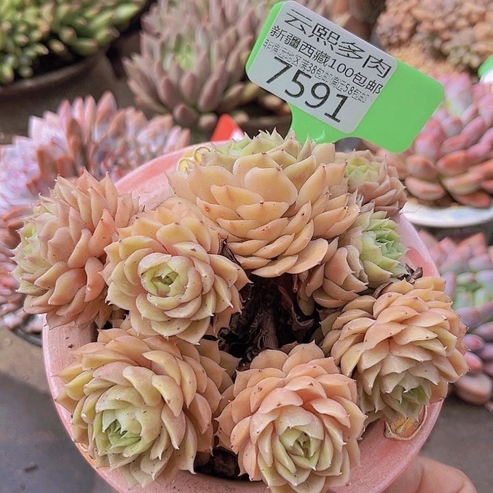 7591昂斯诺。