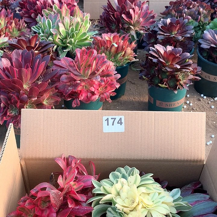 174四颗法师多肉