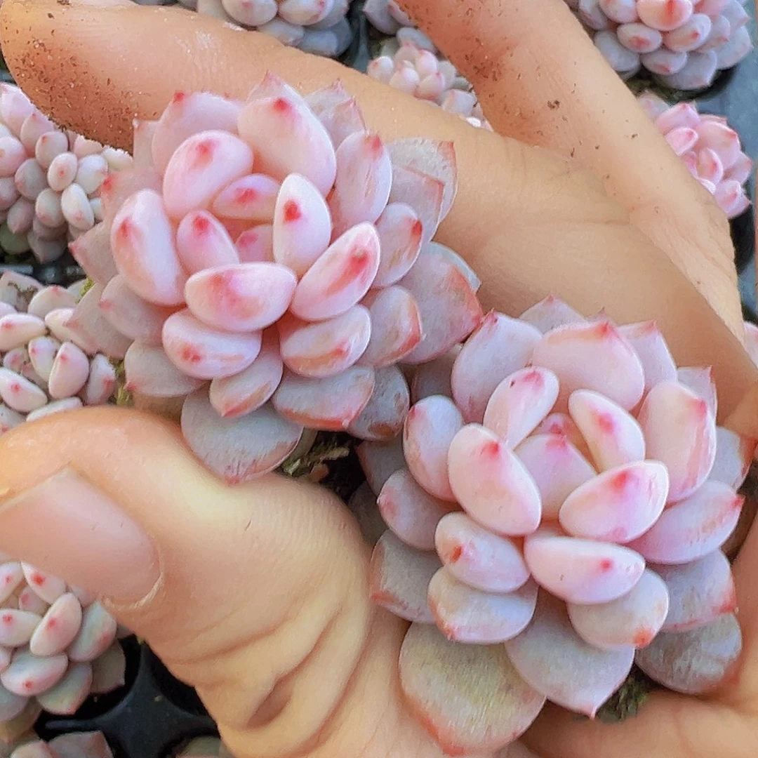 星星橙苗7颗19包邮