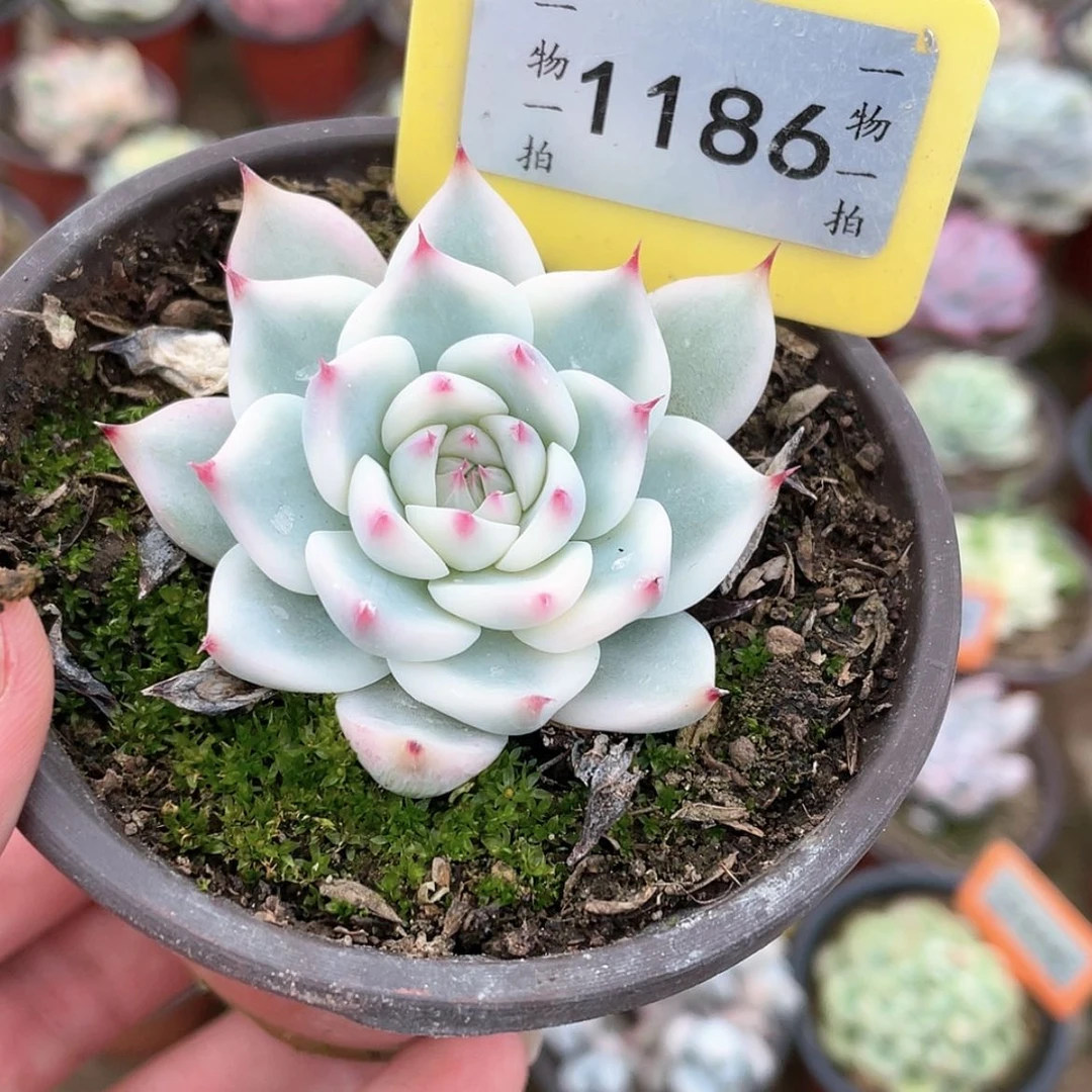 【闪购商品】大*1186号