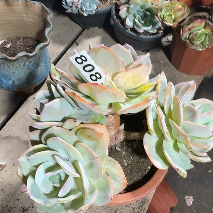 曾***过808白凤一个一物一拍