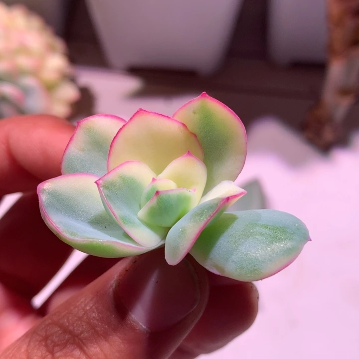 晨露锦侧芽有全锦叶