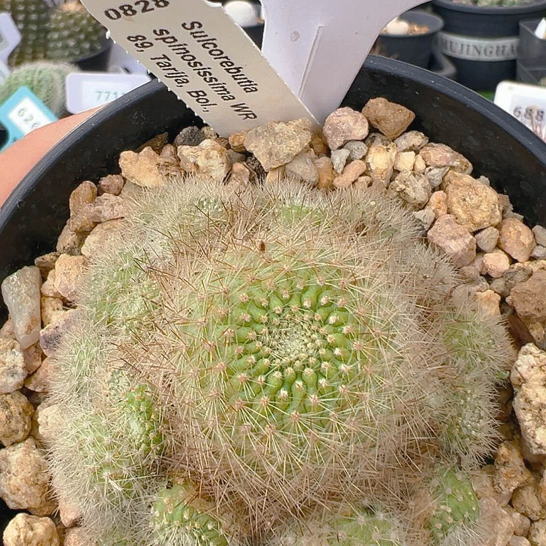 7704欧输宝山群实生裸根发