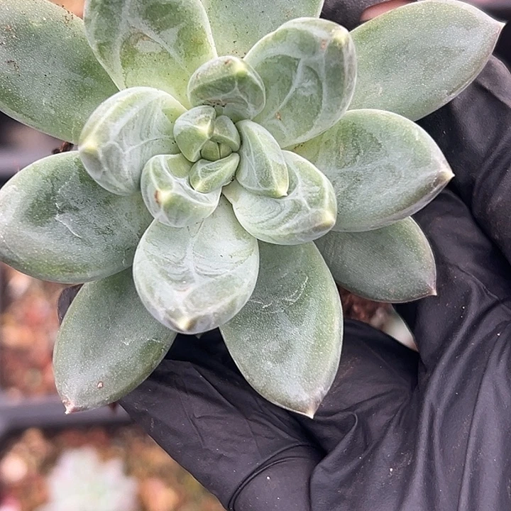 美人特价一物一拍