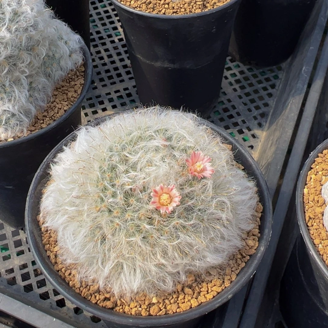 白云高砂多肉植物带盆土