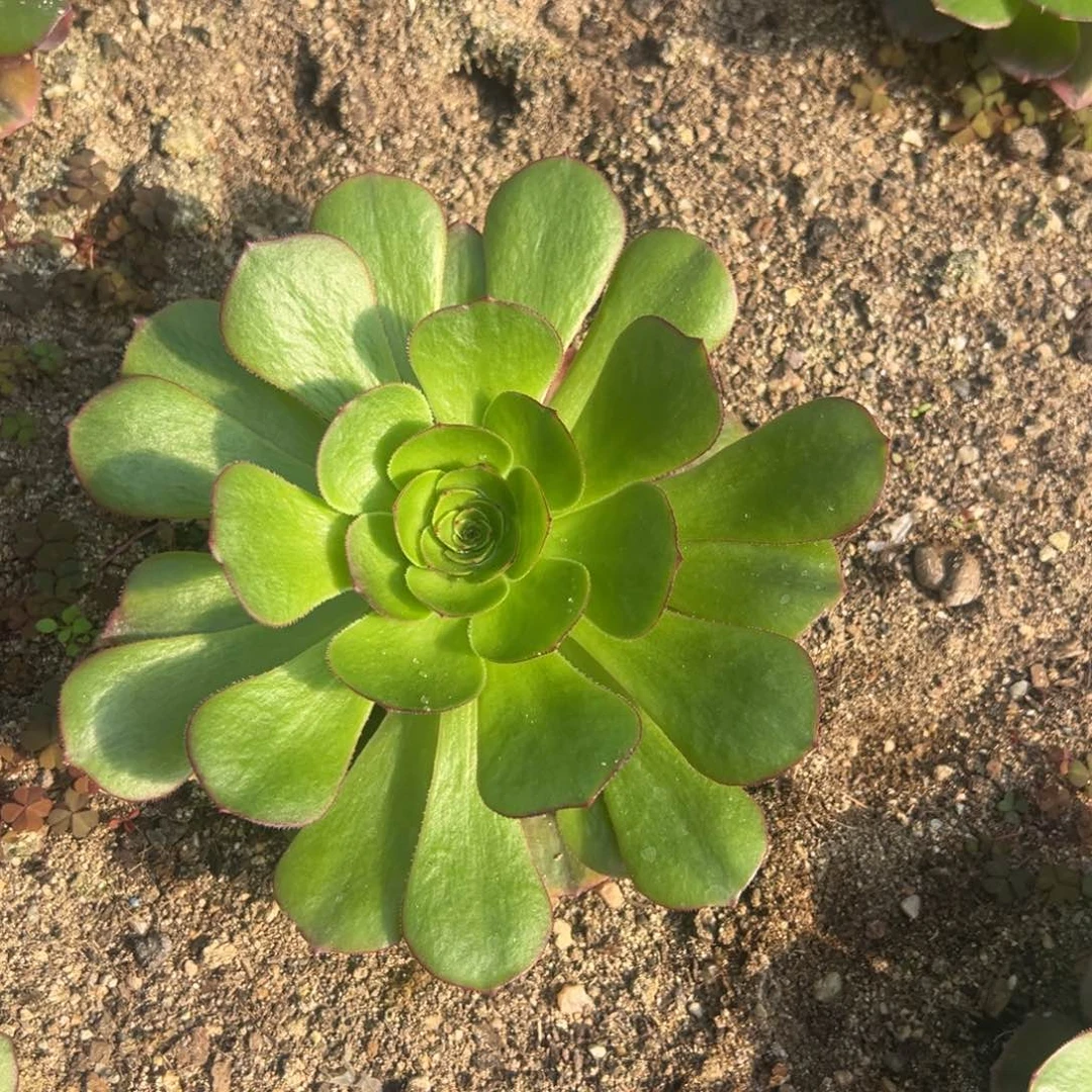 雨荷多肉植物单头带崽