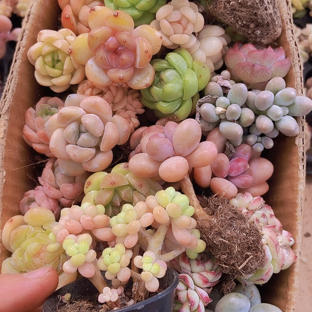 00000000001量拍保底20颗