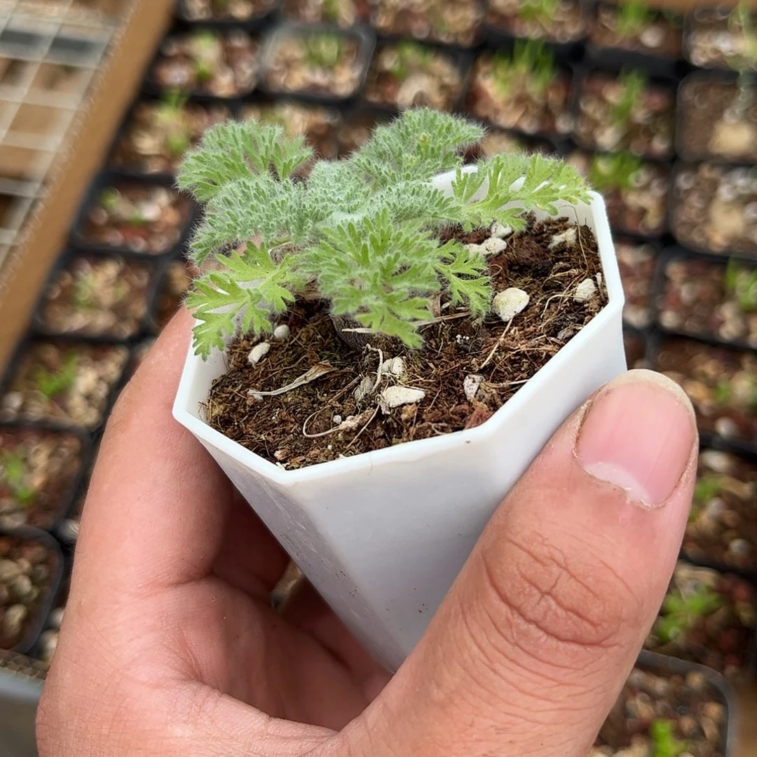 羽叶杨奎单头发货有根