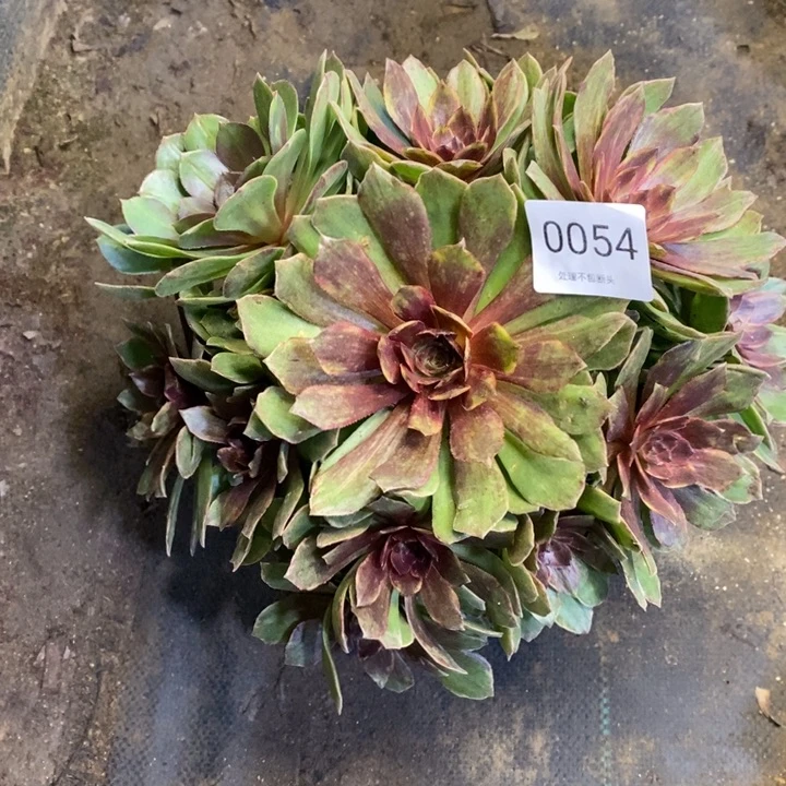 红丝绒多肉断头不包0054