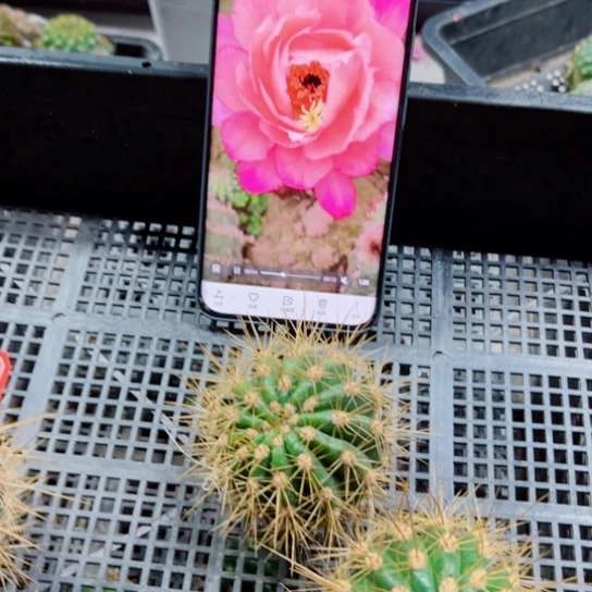 下53毛保罗歪无根侧芽5公分左右20包邮