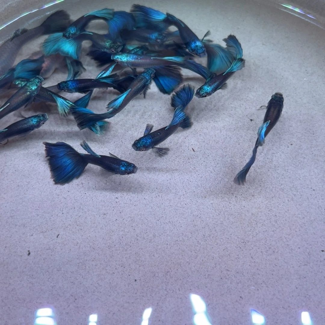 孔雀鱼莫斯科冰蓝2 对4 条