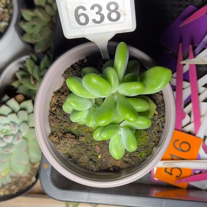 多肉植物芒果奶638