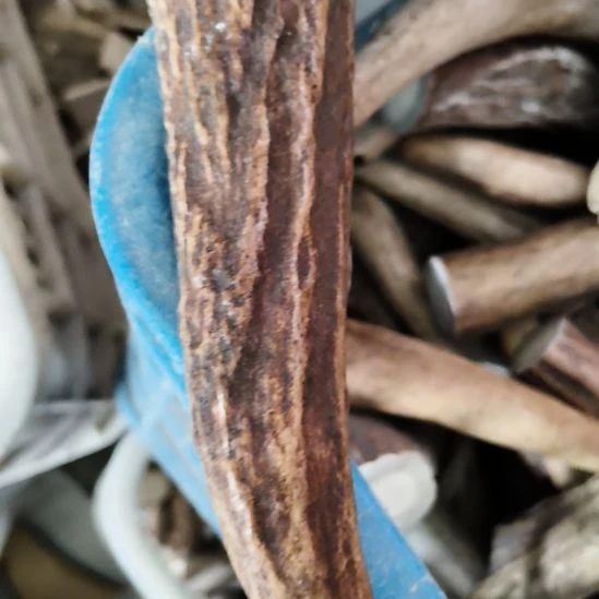 @***এ鹿角鹿角鹿角鹿角鹿角鹿角
