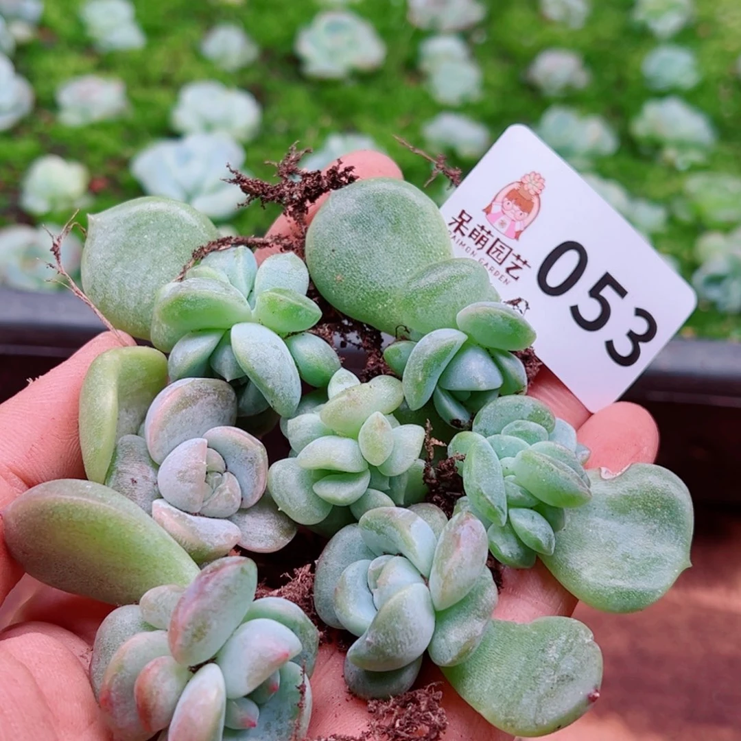 多肉植物多肉植物