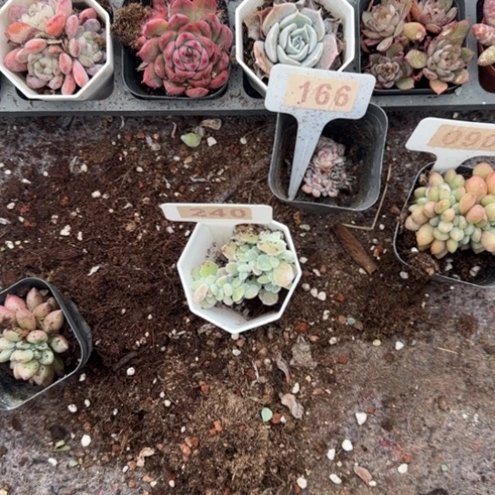 阿***n240雪晃星缀多肉植物多