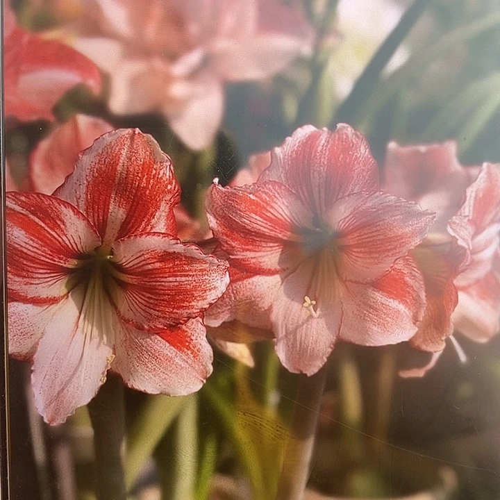 桌舞朱顶红5厘米，